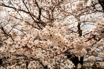 満開の桜　松本城　公園　