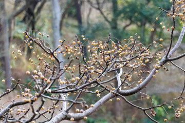ヌルデ（ウルシ科）の実。
英名学名：Japanese sumac (Rhus chinensis) berries.
熱海市の山麓にある広い公園。
美しい名勝地の入江、錦ヶ浦を見下ろす斜面の散策コースを歩いている。
静岡県熱海市-2025/2/1
