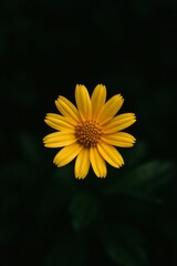 Obraz premium Bright Yellow Flower Against Dark Background
