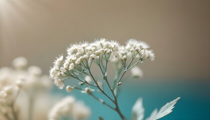 Breathing baby gypsophila macro photography. Bouquet of gypsophila on a beige background, selective focus