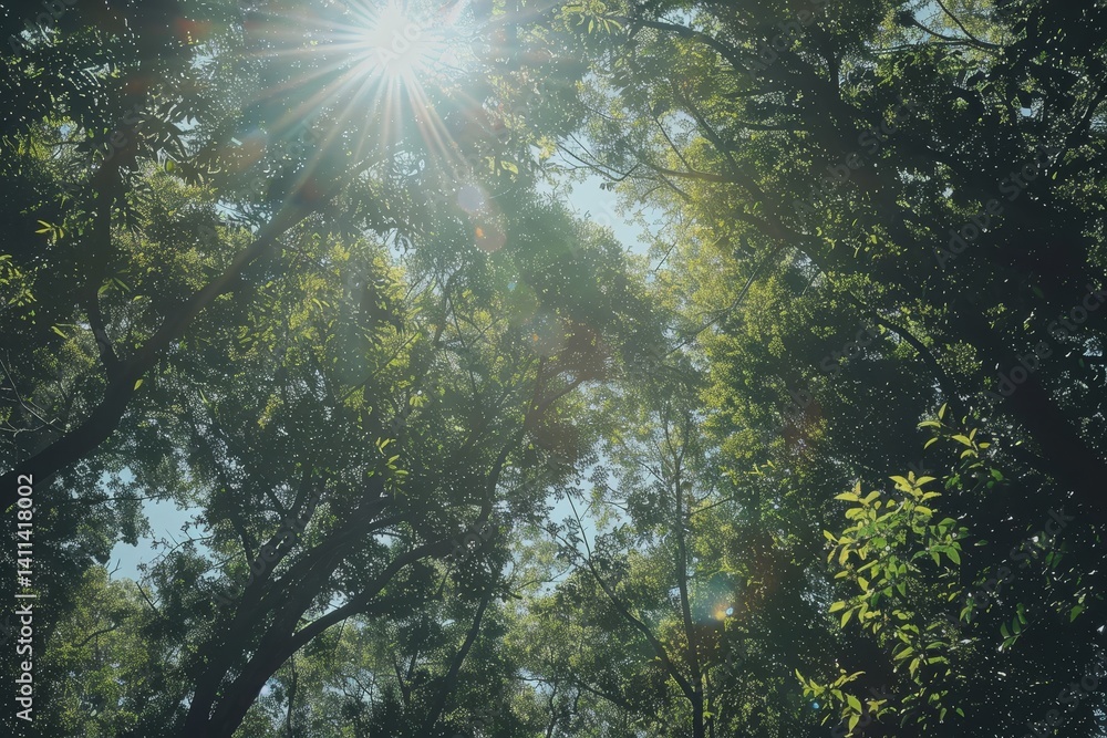Aufkleber a view of sunlight filtering through the dense canopy of trees in a forest, sunlight filtering throu