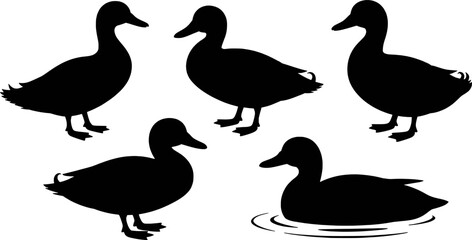 Duck Silhouettes Collection Black And White Bird Vector Art Illustration