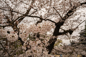 満開の桜　松本城　公園　