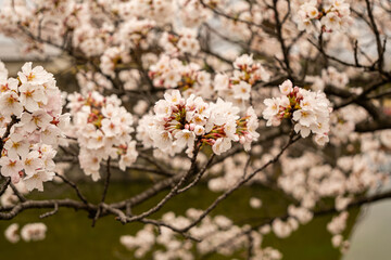 満開の桜　松本城　公園　