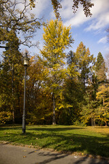 Naklejka premium Park on a sunny autumn day. Trees with yellow leaves illuminated by the warm autumn sun. Yellow autumn leaves falling on the grass under the tree.