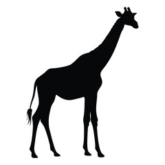 Fototapeta premium Giraffe vector silhouette