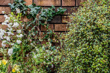 ガーデニングのレンガに茂る植物