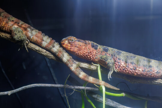 シナワニトカゲ（ワニトカゲ科）。
英名学名：Chinese Crocodile Lizard (Shinisaurus crocodilurus, Crocodilianidae).
静岡県賀茂郡熱川-2025年
