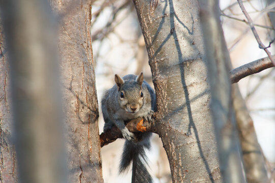 Curious squirrel perched on a branch