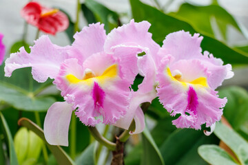 カトレア・トリアナエ
英名学名：Cattleya trianae
美しいラン（ラン科）たち。
静岡県賀茂郡熱川-2025年
