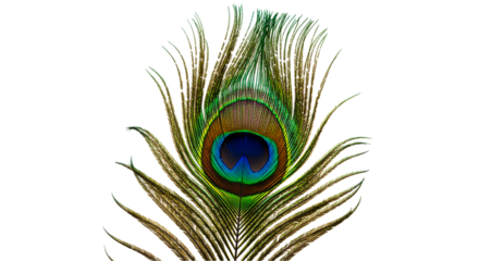 A detailed close up of a single peacock feather against a plain black background showing its colors