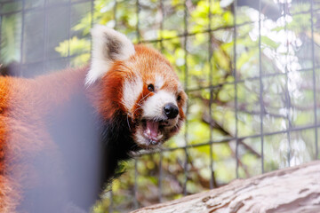 可愛いレッサーパンダ（パンダ科）。
英名学名：Lovely red panda (Ailurus...