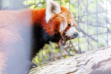 可愛いレッサーパンダ（パンダ科）。
英名学名：Lovely red panda (Ailurus...