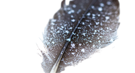 A close up of a feather covered in snow showing the detail of the feather and the snowflakes clearly