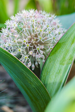 Close-Up of Allium Flower in Bloom.Allium karataviense.roundhead flowering onions family Alliaceae. Blooming Allium Flower in a Garden.Decorative purple onion in summer garden.Summer bulbous flowers