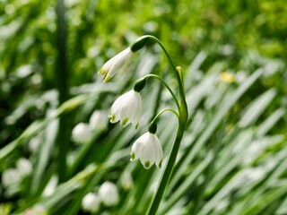 スノーフレイク