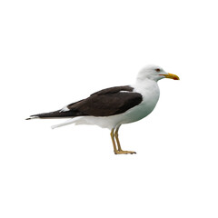 A large Great black-backed gull standing upright with yellow beak and dark wings, isolated on a white background, showing its full side profile.