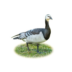 A beautiful barnacle goose standing on green grass, isolated on white background, showcasing its unique black and white plumage.
