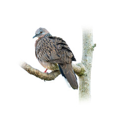 A spotted dove perched on a tree branch, looking back with soft feathers and calm expression, isolated on a white background.