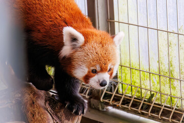 可愛いレッサーパンダ（パンダ科）。
英名学名：Lovely red panda (Ailurus...