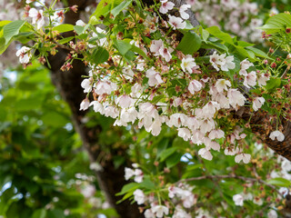 散り始めた公園の桜