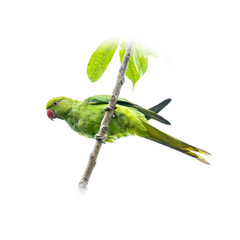 A vibrant green parakeet clinging to a slender branch with leaves, tilting its head playfully, isolated on a white background.