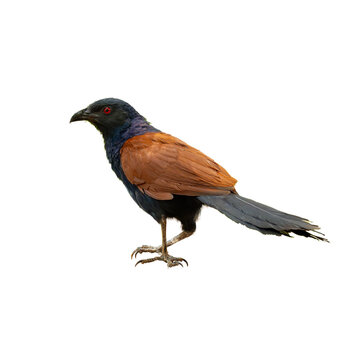 A unique Greater Coucal  standing alert, isolated on a white background, showing off its sharp features and long tail...