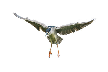 A Black-crowned Night Heron in mid-flight with wings fully spread and legs extended, captured head-on in sharp detail, isolated on a white background.