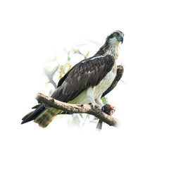 A fierce Osprey perched on a branch with its prey clutched in talons, sharp gaze forward, isolated with soft background blur for dramatic wildlife impact...