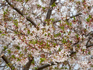 散り始めた公園の桜