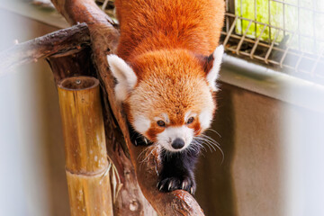 可愛いレッサーパンダ（パンダ科）。
英名学名：Lovely red panda (Ailurus...
