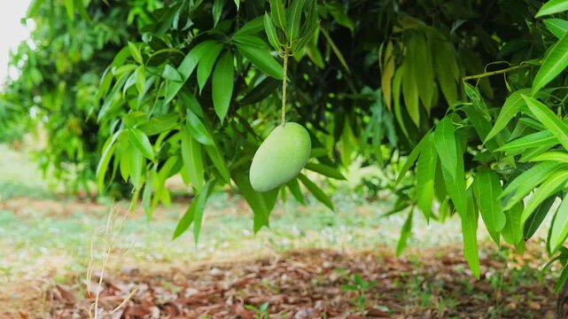 Kairi or raw mango with tree and dry leafs at day time, slow motion, stable shot, 4k.