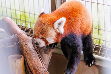 可愛いレッサーパンダ（パンダ科）。
英名学名：Lovely red panda (Ailurus...