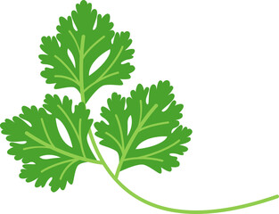 Cilantro Leaf Illustration