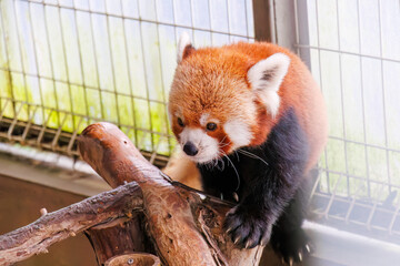 可愛いレッサーパンダ（パンダ科）。
英名学名：Lovely red panda (Ailurus...