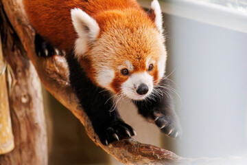 可愛いレッサーパンダ（パンダ科）。
英名学名：Lovely red panda (Ailurus...