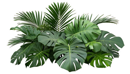 Lush Green Monstera and Palm Leaves on transparent background , png , cutout for Tropical Designs and Decor