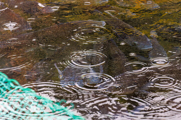 ティラピアの群れ。
静岡県賀茂郡熱川-2025年
