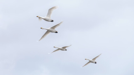 Obraz premium 【資料：渡り鳥】越冬地で力強く飛ぶ白鳥