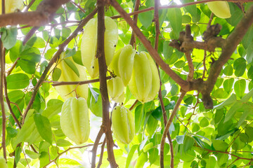大きなスターフルーツ（カタバミ科）の木。
英名学名：Large starfruit tree...
