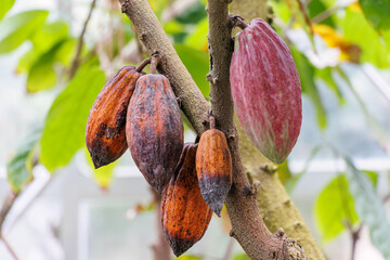 カカオ（アオイ科）の木。
チョコレートの原料である。
英名学名：Cacao...