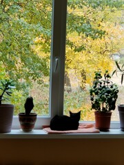 flowers in the window