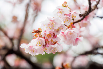 美しい熱海桜。
静岡県賀茂郡熱川-2025年

