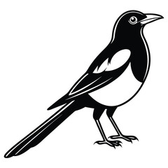 Fototapeta premium Magpie bird silhouette, Simple bird silhouette, vector art, black illustration of a bird on a white background
