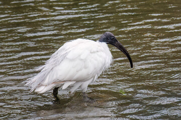 美しいクロトキ（トキ科）。
英名学名：Beautiful Black-headed Ibis, Threskiornis...