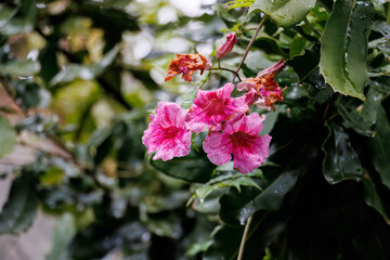 美しいハイビスカス（アオイ科）。
英名学名：Beautiful hibiscus (Mallow family).
静岡県賀茂郡熱川-2025年
