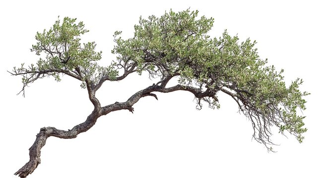 A mature tree with leaves and branches on a white background