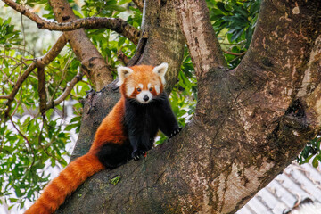 可愛いレッサーパンダ（パンダ科）。
英名学名：Lovely red panda (Ailurus...