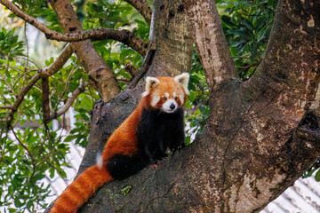 可愛いレッサーパンダ（パンダ科）。
英名学名：Lovely red panda (Ailurus fulgens, panda family).
静岡県賀茂郡熱川-2025年
