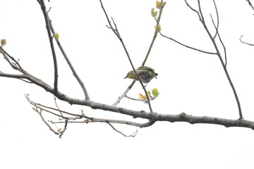 木の枝にとまるメジロ